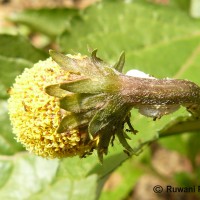 Acmella oleracea (L.) R.K.Jansen